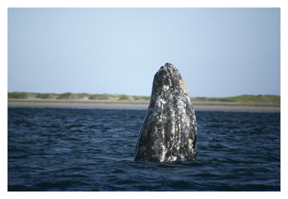 Gray Whale adult spy, Magdalena Bay, Baja California, Mexico-Paper Art-20"x14"