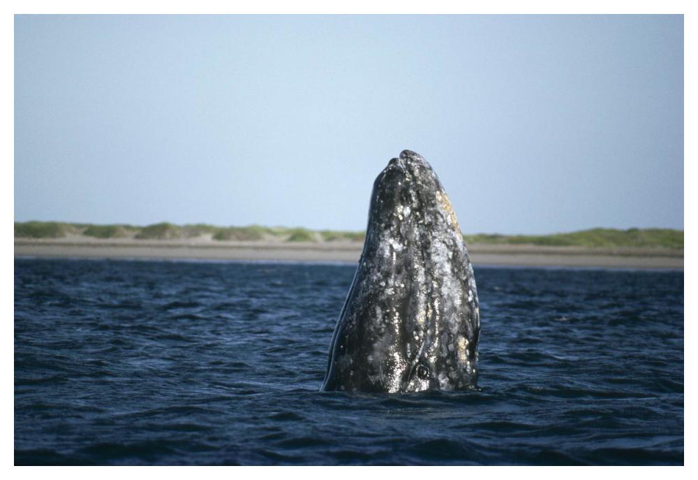 Gray Whale adult spy, Magdalena Bay, Baja California, Mexico-Paper Art-50"x34"