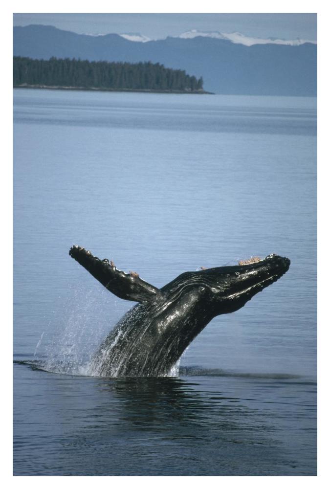 Humpback Whale breaching in summer feeding grounds, Southeast Alaska-Paper Art-14"x20"