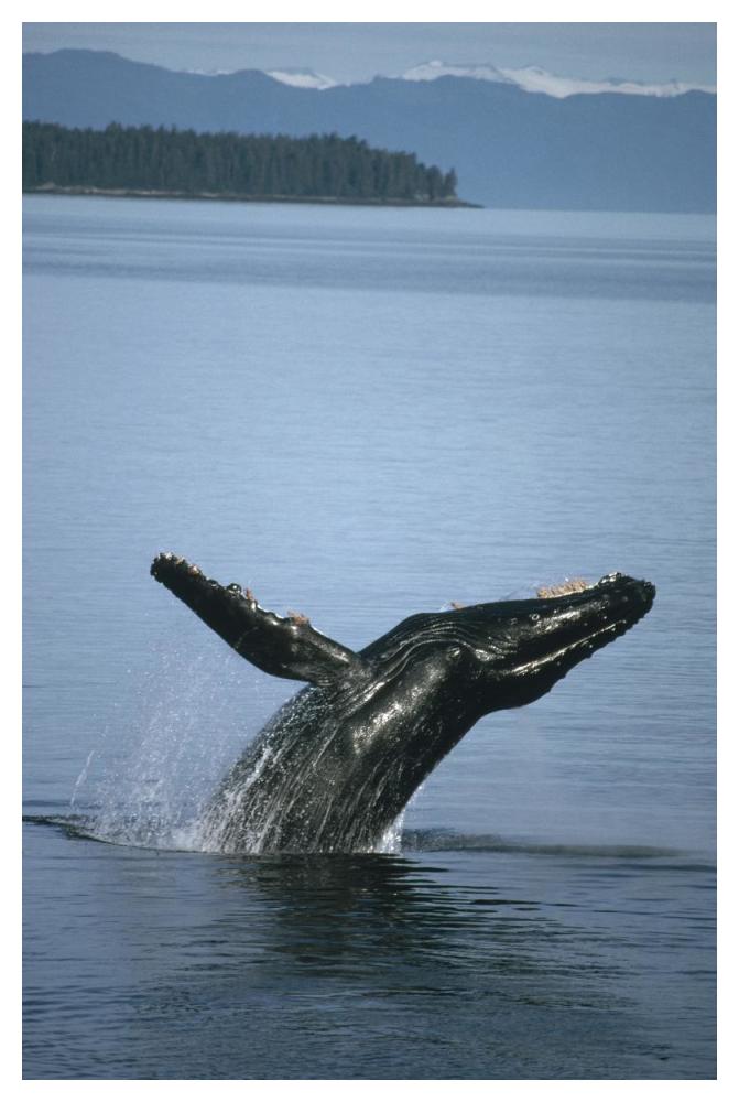 Humpback Whale breaching in summer feeding grounds, Southeast Alaska-Paper Art-34"x50"