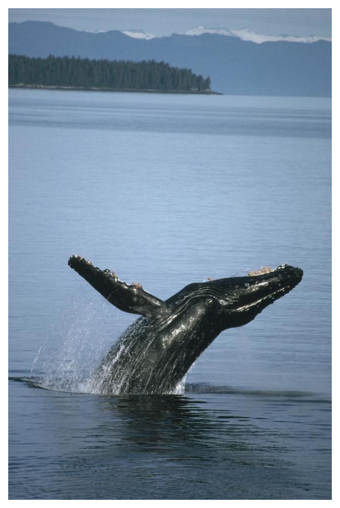 Humpback Whale breaching in summer feeding grounds, Southeast Alaska-Paper Art-42"x62"