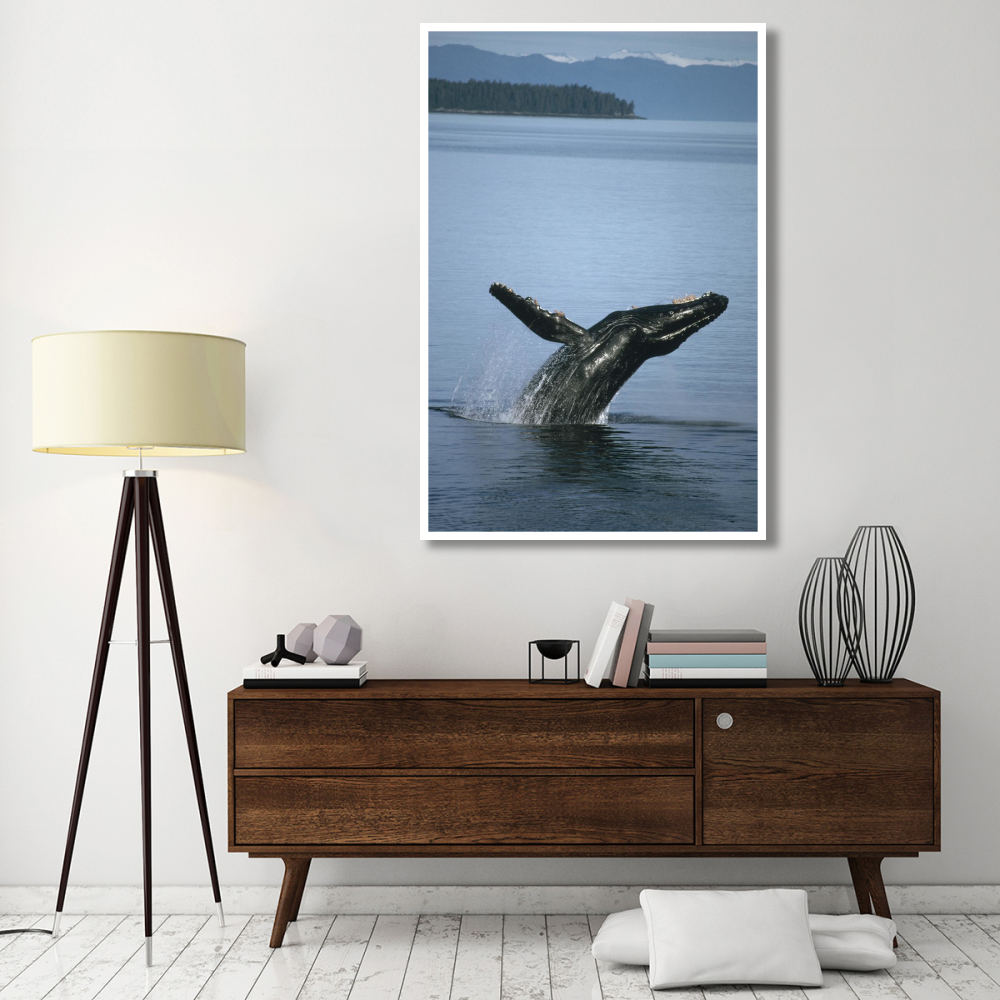 Humpback Whale breaching in summer feeding grounds, Southeast Alaska-Paper Art-42&quotx62"