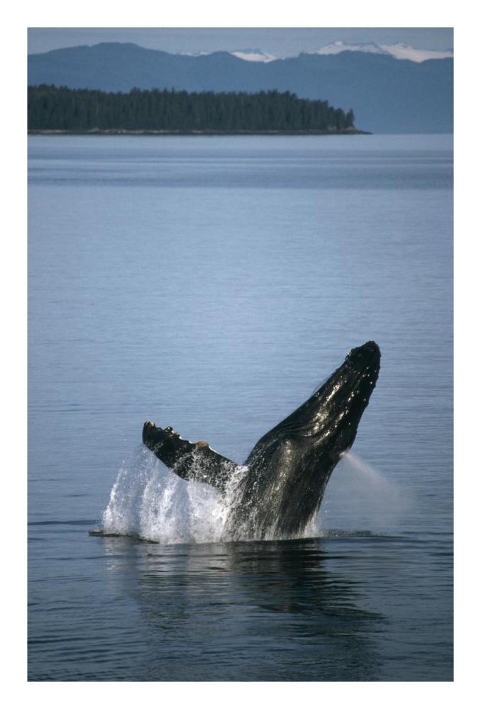 Humpback Whale breaching in summer feeding grounds, Southeast Alaska-Paper Art-18"x26"