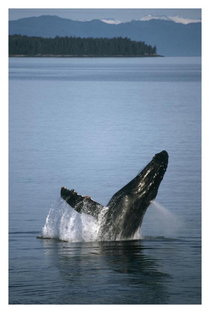 Humpback Whale breaching in summer feeding grounds, Southeast Alaska-Paper Art-26"x38"