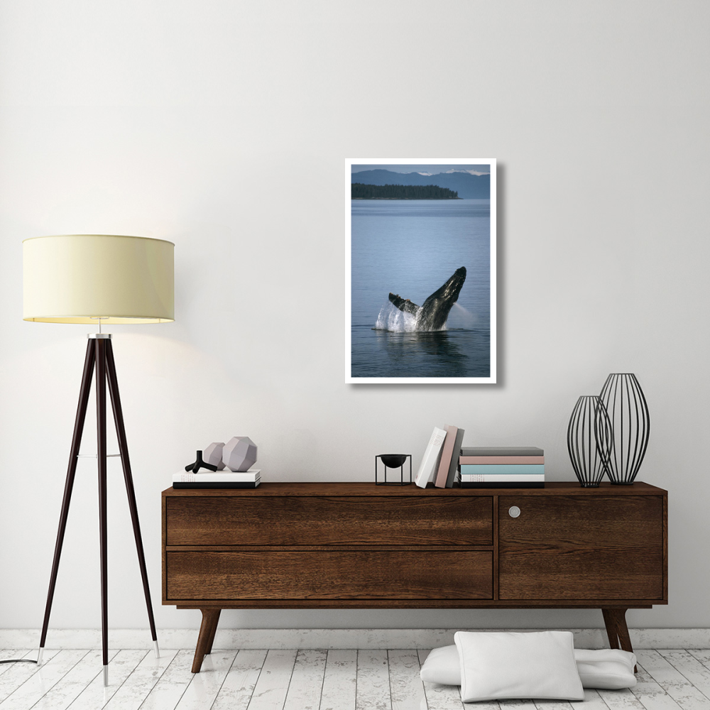Humpback Whale breaching in summer feeding grounds, Southeast Alaska-Paper Art-26&quotx38"