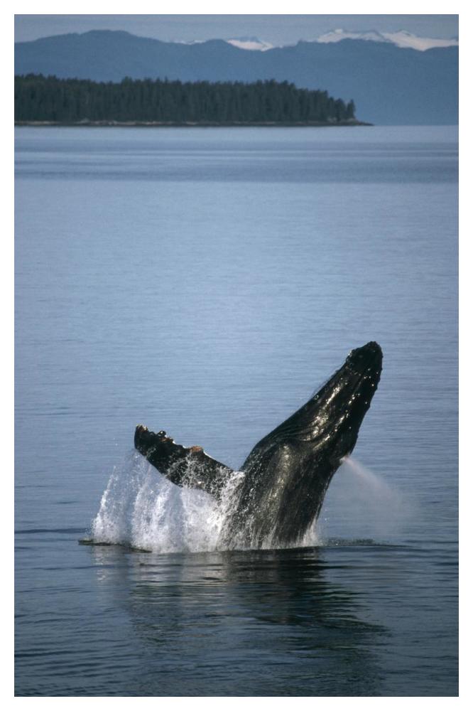 Humpback Whale breaching in summer feeding grounds, Southeast Alaska-Paper Art-34"x50"