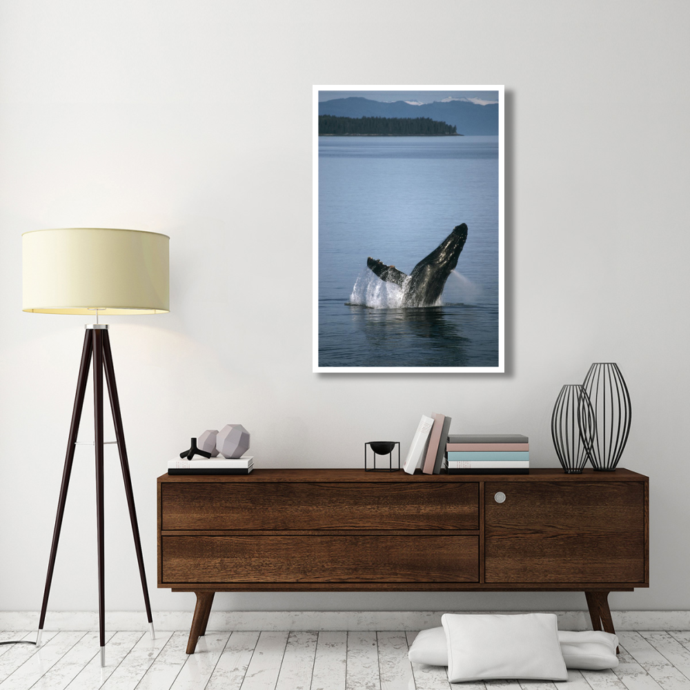 Humpback Whale breaching in summer feeding grounds, Southeast Alaska-Paper Art-34&quotx50"