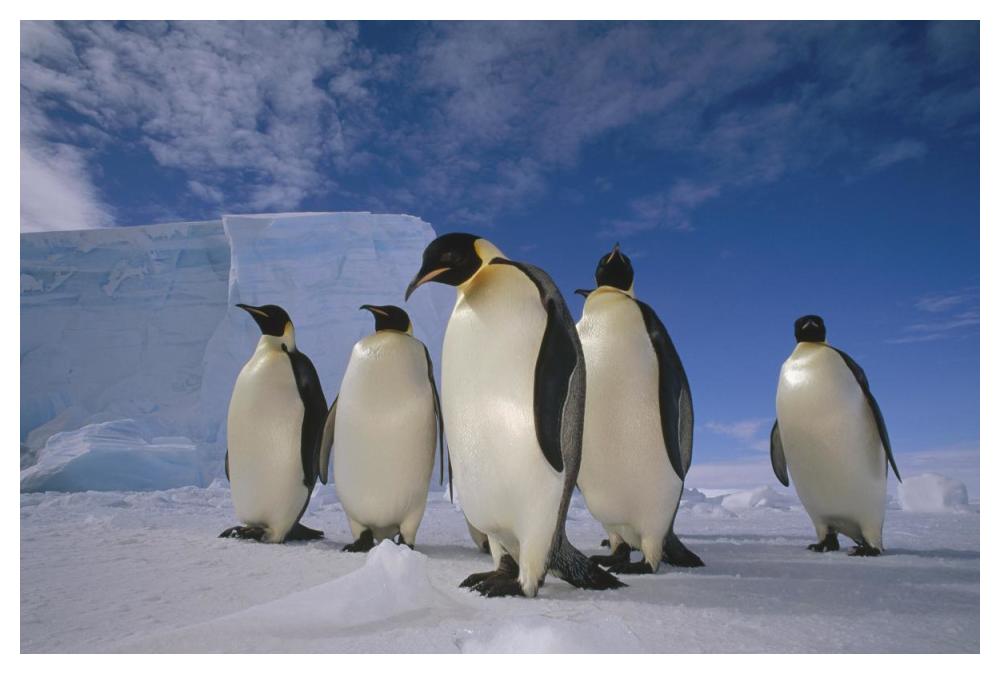 Emperor Penguin group, near Ekstrom Ice Shelf, Weddell Sea, Antarctica-Paper Art-50"x34"