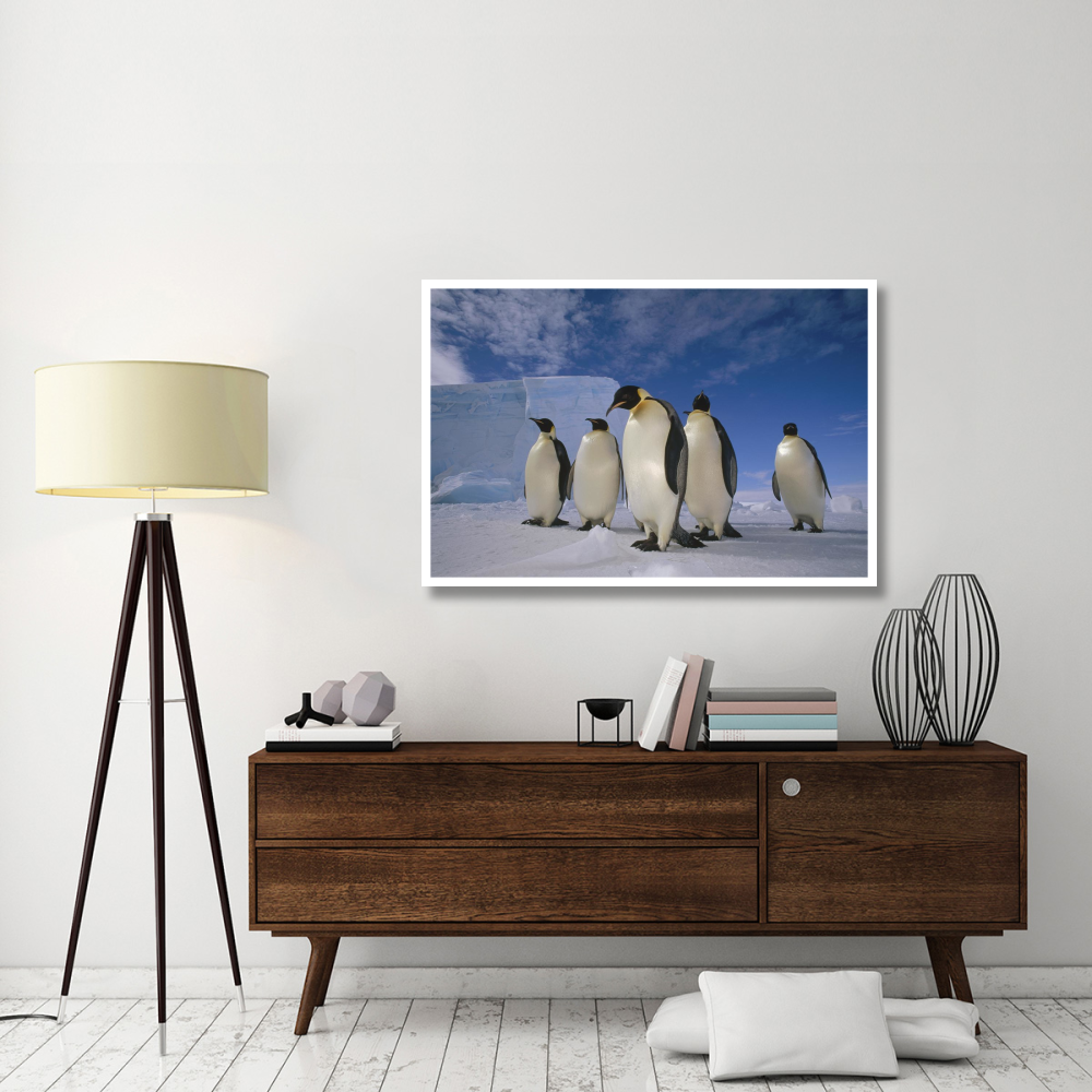 Emperor Penguin group, near Ekstrom Ice Shelf, Weddell Sea, Antarctica-Paper Art-50&quotx34"