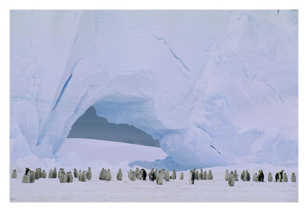 Emperor Penguin large rookery on sea ice,  Weddell Sea, Antarctica-Paper Art-32"x22"
