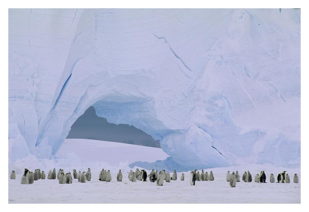 Emperor Penguin large rookery on sea ice,  Weddell Sea, Antarctica-Paper Art-38"x26"