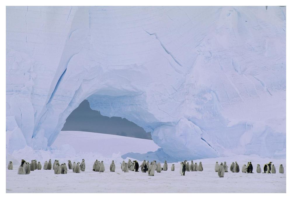 Emperor Penguin large rookery on sea ice,  Weddell Sea, Antarctica-Paper Art-50"x34"
