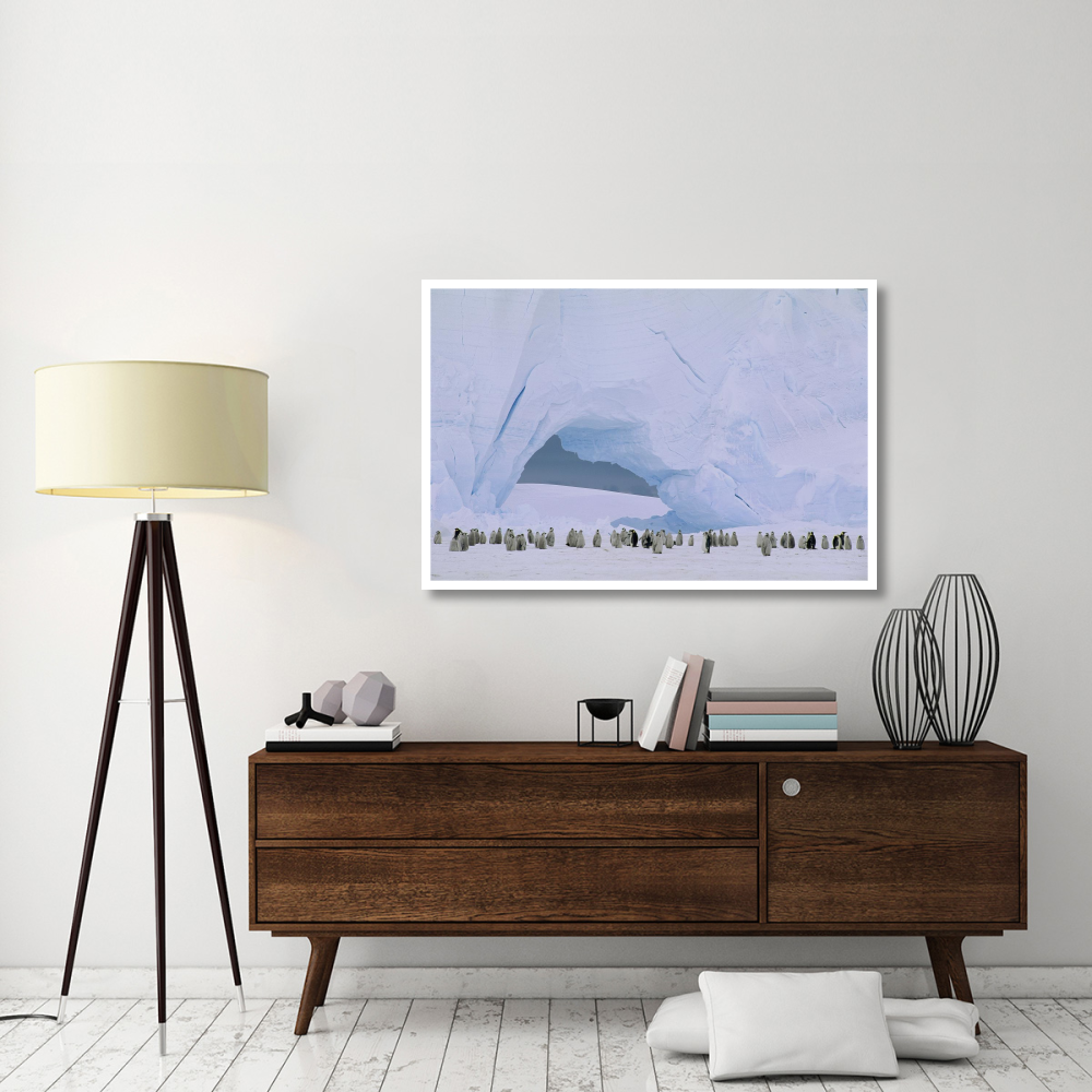 Emperor Penguin large rookery on sea ice,  Weddell Sea, Antarctica-Paper Art-50&quotx34"