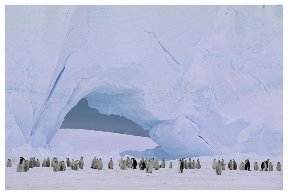 Emperor Penguin large rookery on sea ice,  Weddell Sea, Antarctica-Paper Art-62"x42"