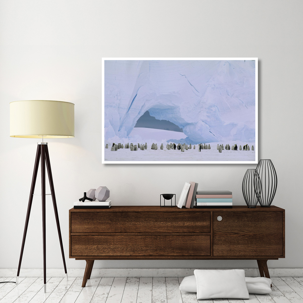 Emperor Penguin large rookery on sea ice,  Weddell Sea, Antarctica-Paper Art-62&quotx42"