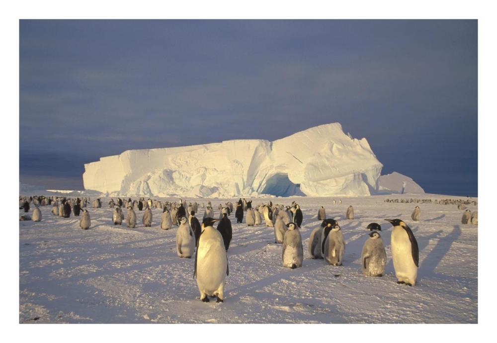 Emperor Penguin large rookery on sea ice,  Weddell Sea, Antarctica-Paper Art-26"x18"