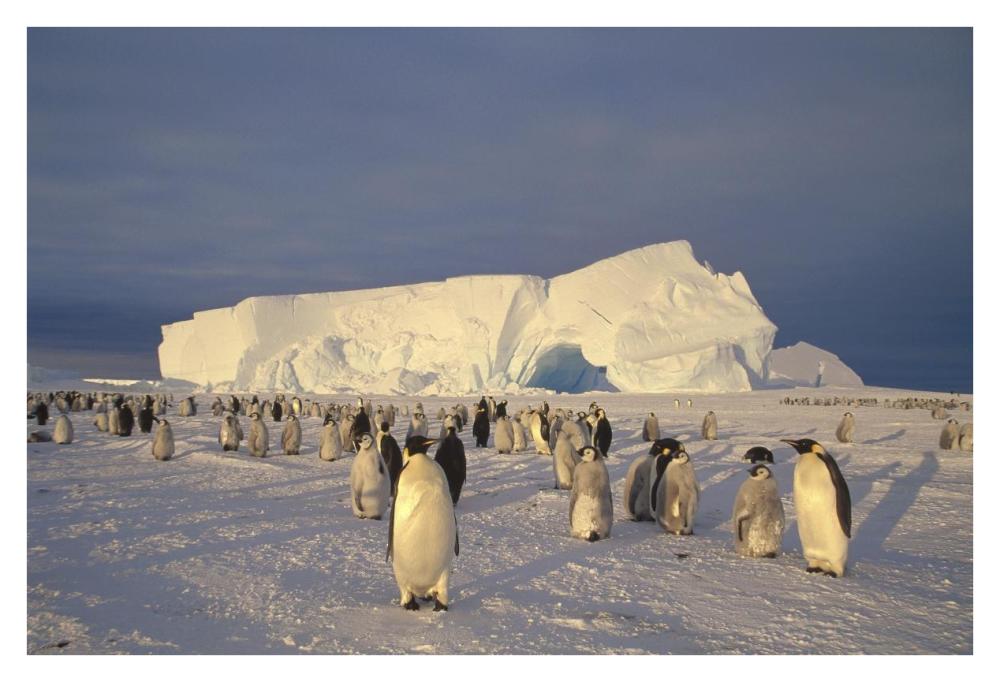 Emperor Penguin large rookery on sea ice,  Weddell Sea, Antarctica-Paper Art-38"x26"