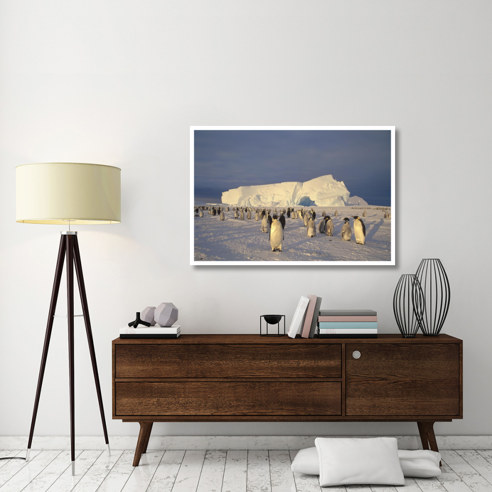 Emperor Penguin large rookery on sea ice,  Weddell Sea, Antarctica-Paper Art-50&quotx34"
