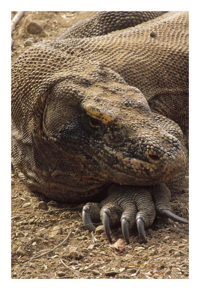 Komodo Dragon male basking, Komodo NP, Komodo Island, Indonesia-Paper Art-18"x26"