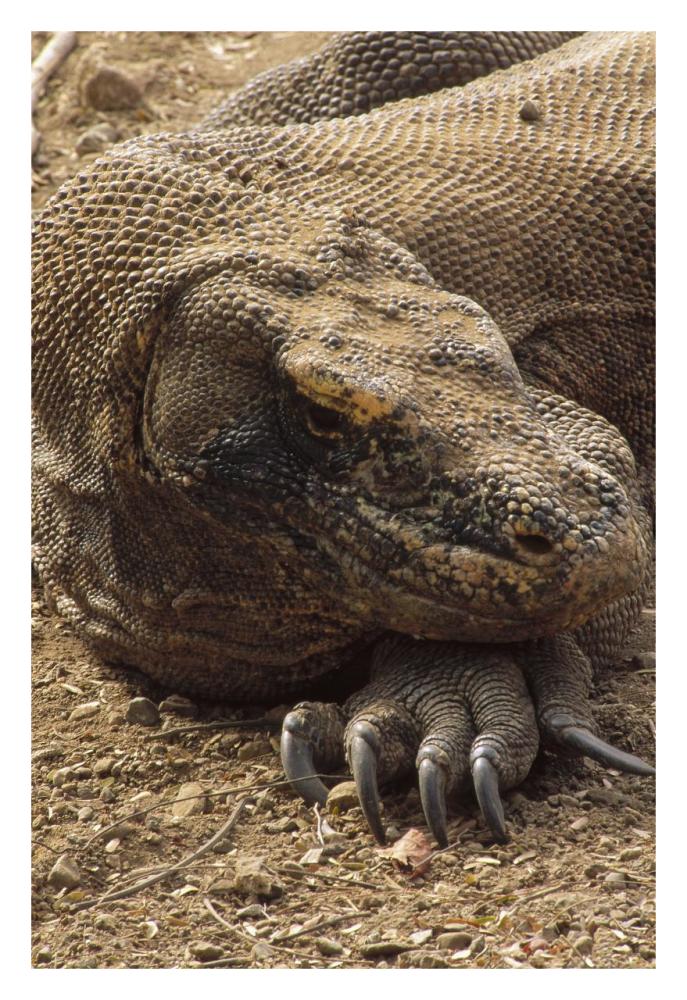 Komodo Dragon male basking, Komodo NP, Komodo Island, Indonesia-Paper Art-22"x32"