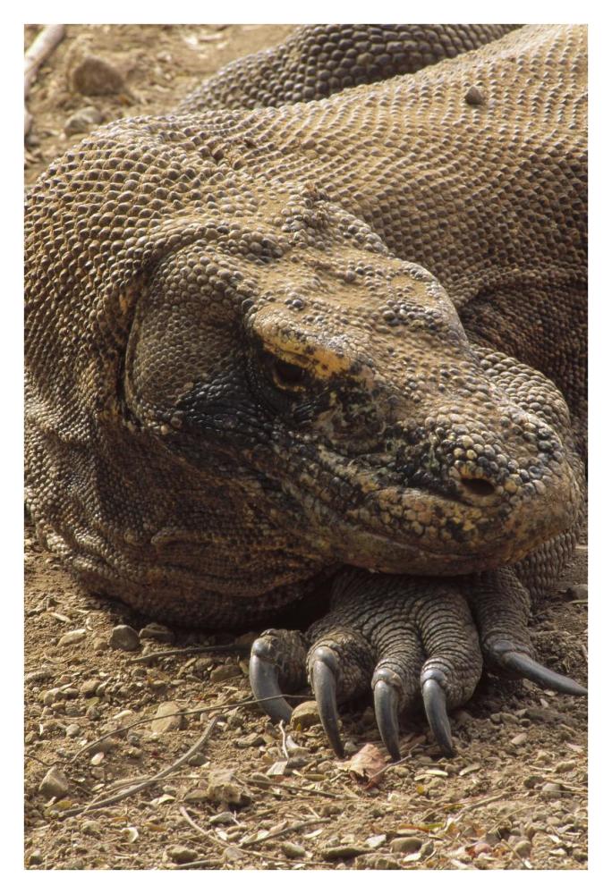 Komodo Dragon male basking, Komodo NP, Komodo Island, Indonesia-Paper Art-26"x38"