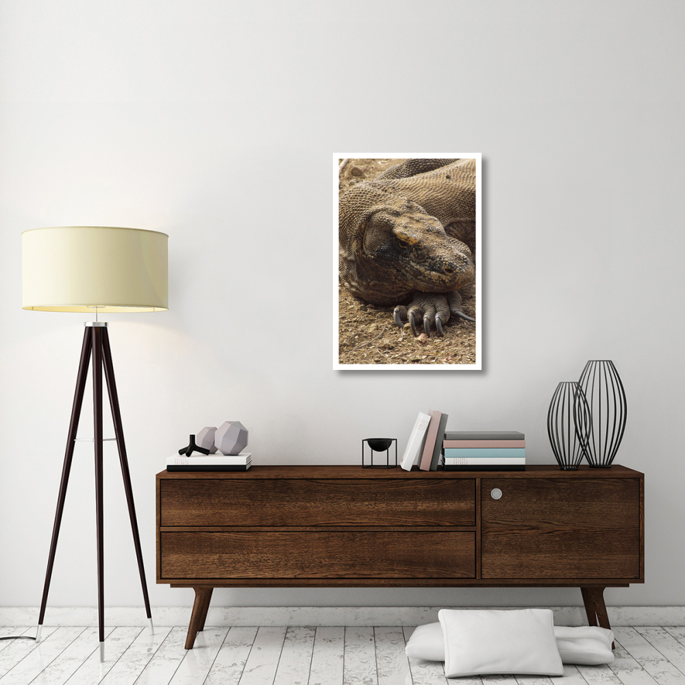 Komodo Dragon male basking, Komodo NP, Komodo Island, Indonesia-Paper Art-26&quotx38"