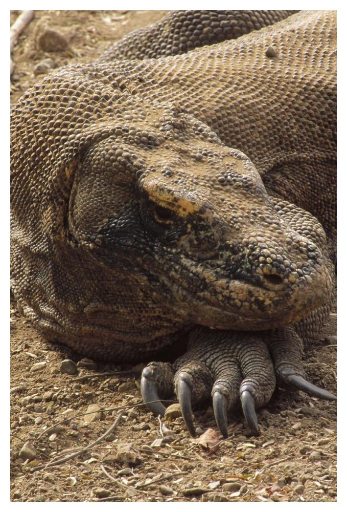 Komodo Dragon male basking, Komodo NP, Komodo Island, Indonesia-Paper Art-34"x50"