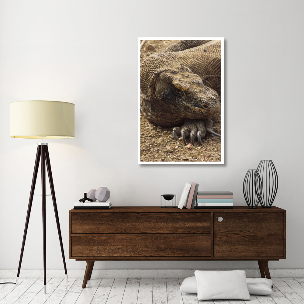 Komodo Dragon male basking, Komodo NP, Komodo Island, Indonesia-Paper Art-34&quotx50"
