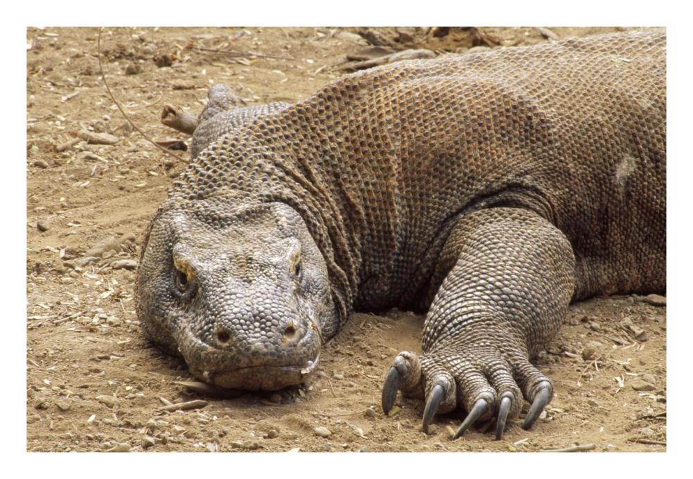Komodo Dragon male basking, Komodo NP, Komodo Island, Indonesia-Paper Art-26"x18"