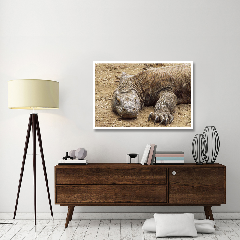 Komodo Dragon male basking, Komodo NP, Komodo Island, Indonesia-Paper Art-50&quotx34"