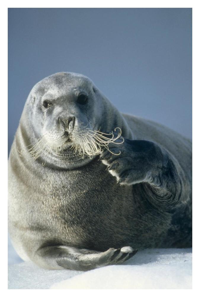 Bearded Seal scratching its chin, Spitsbergen, Svalbard, Norwegian Arctic-Paper Art-14"x20"