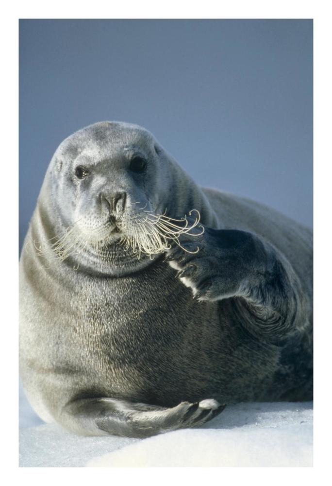 Bearded Seal scratching its chin, Spitsbergen, Svalbard, Norwegian Arctic-Paper Art-18"x26"