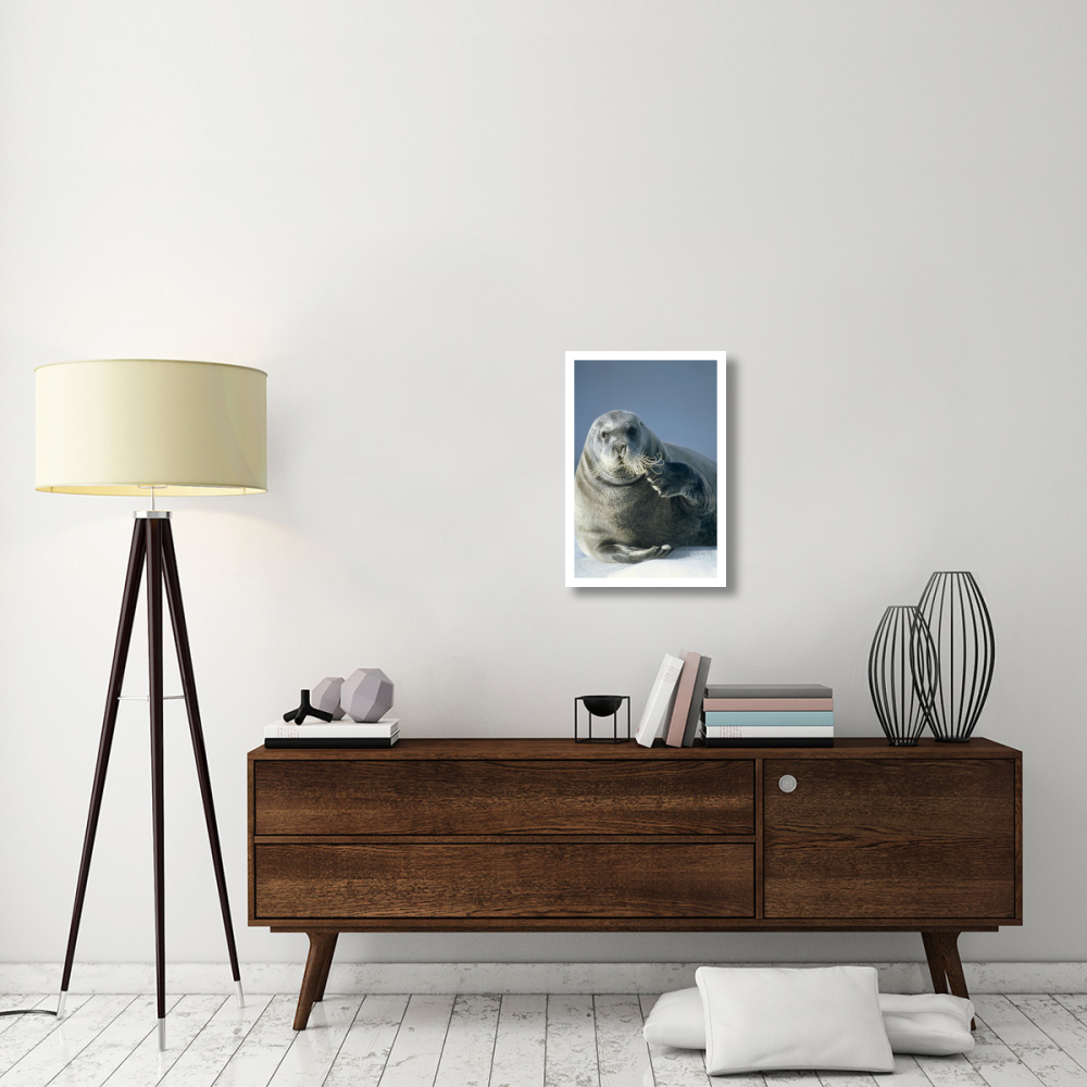 Bearded Seal scratching its chin, Spitsbergen, Svalbard, Norwegian Arctic-Paper Art-18&quotx26"