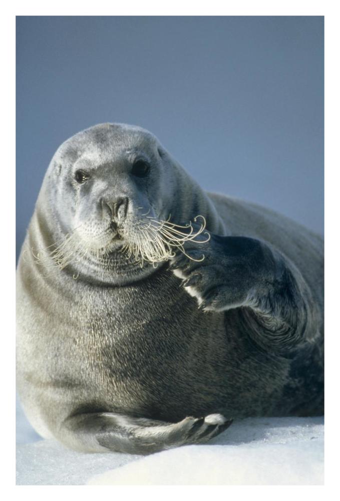 Bearded Seal scratching its chin, Spitsbergen, Svalbard, Norwegian Arctic-Paper Art-22"x32"
