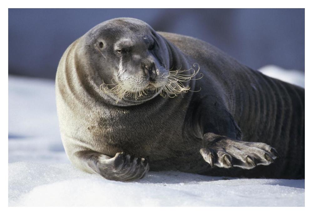 Bearded Seal resting on ice floe, Svalbard, Norwegian Arctic-Paper Art-20"x14"