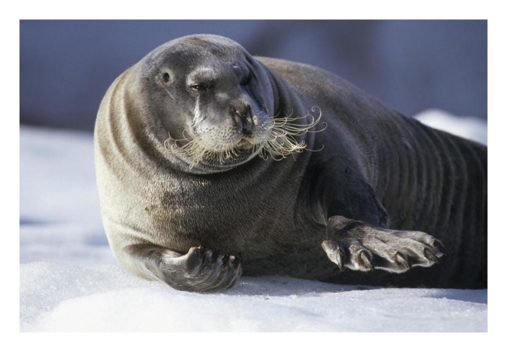 Bearded Seal resting on ice floe, Svalbard, Norwegian Arctic-Paper Art-26"x18"