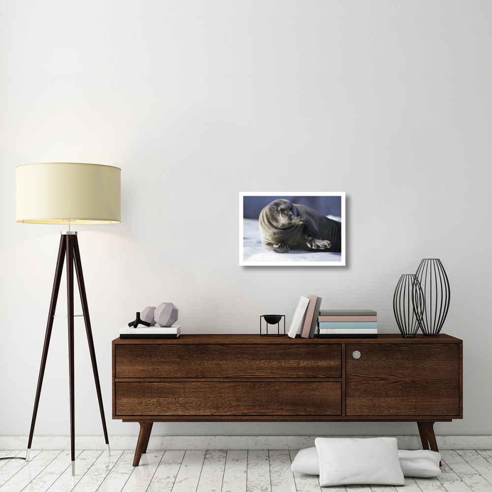Bearded Seal resting on ice floe, Svalbard, Norwegian Arctic-Paper Art-26&quotx18"