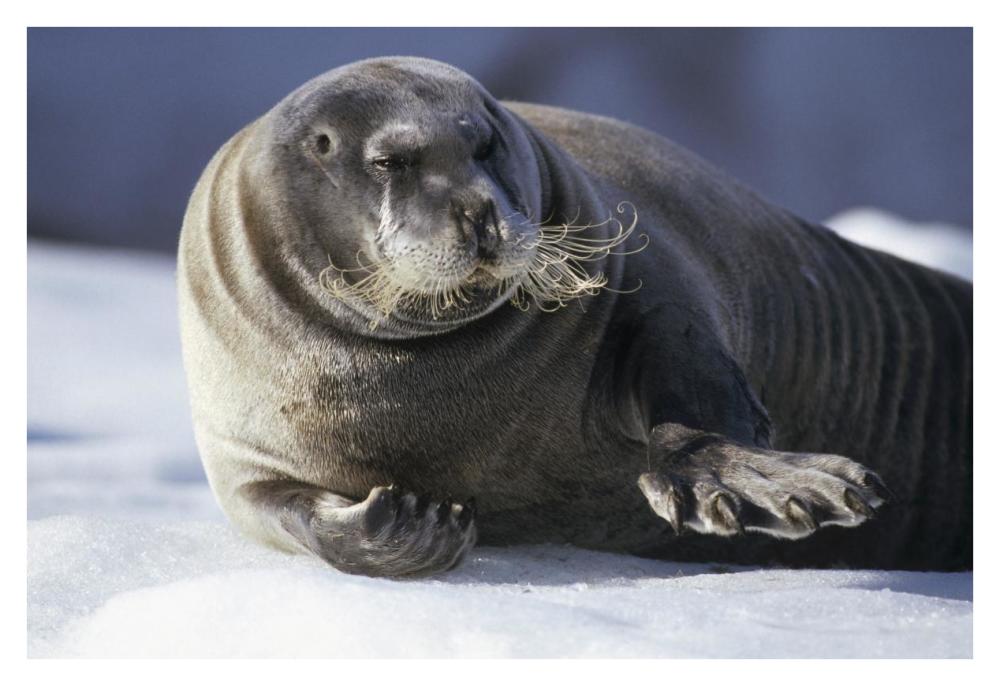 Bearded Seal resting on ice floe, Svalbard, Norwegian Arctic-Paper Art-38"x26"