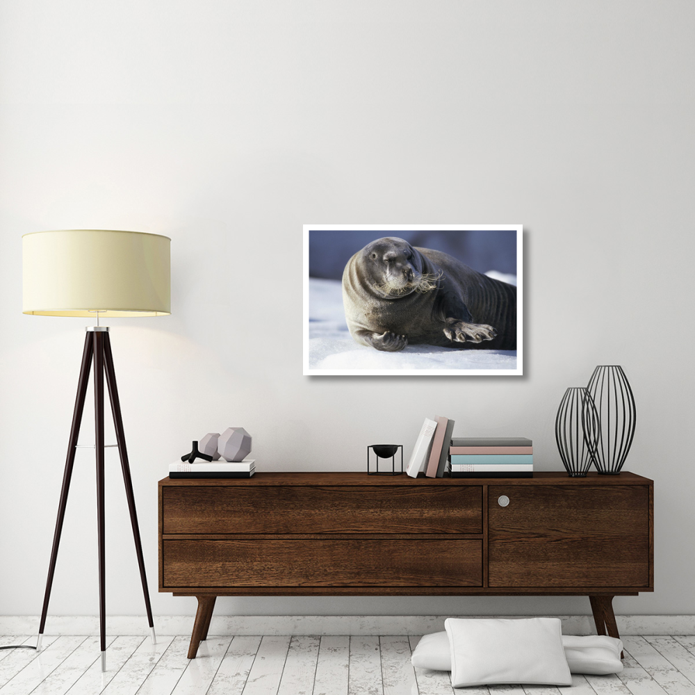Bearded Seal resting on ice floe, Svalbard, Norwegian Arctic-Paper Art-38&quotx26"