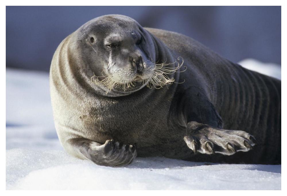 Bearded Seal resting on ice floe, Svalbard, Norwegian Arctic-Paper Art-50"x34"