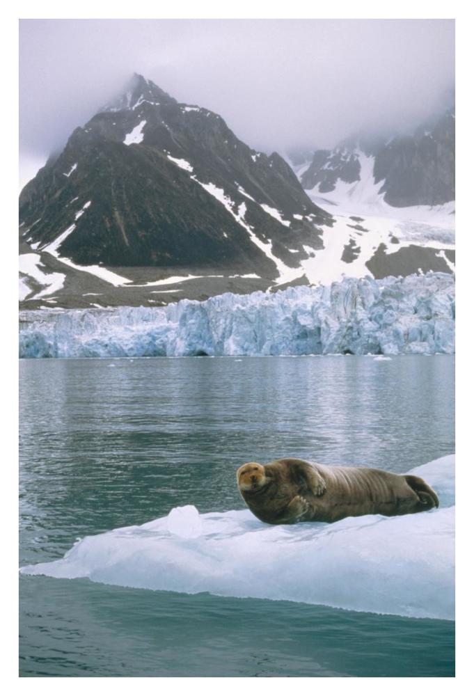 Bearded Seal resting on ice floe, Spitsbergen, Svalbard, Norwegian Arctic-Paper Art-26"x38"