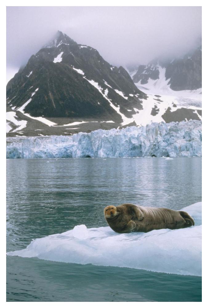 Bearded Seal resting on ice floe, Spitsbergen, Svalbard, Norwegian Arctic-Paper Art-34"x50"