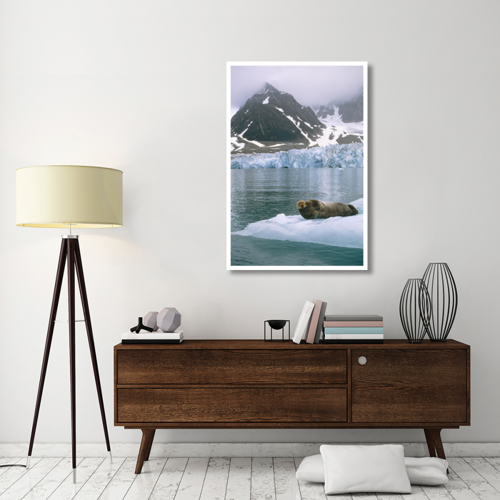 Bearded Seal resting on ice floe, Spitsbergen, Svalbard, Norwegian Arctic-Paper Art-34&quotx50"
