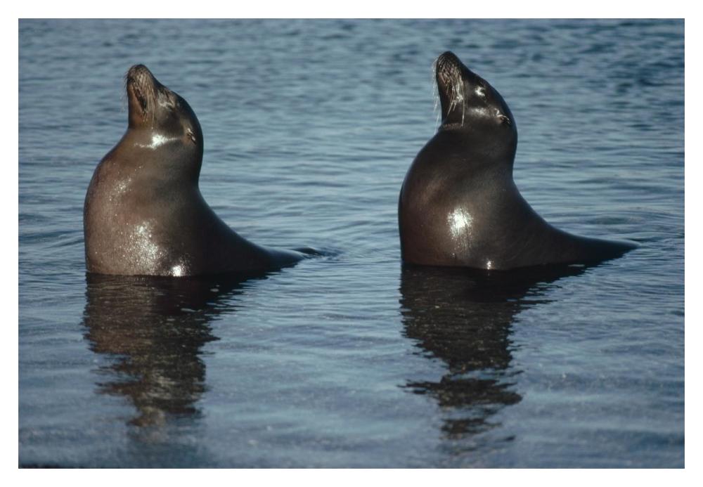 Galapagos Sea Lion pair sunning in tide pool,  Galapagos Islands, Ecuador-Paper Art-20"x14"