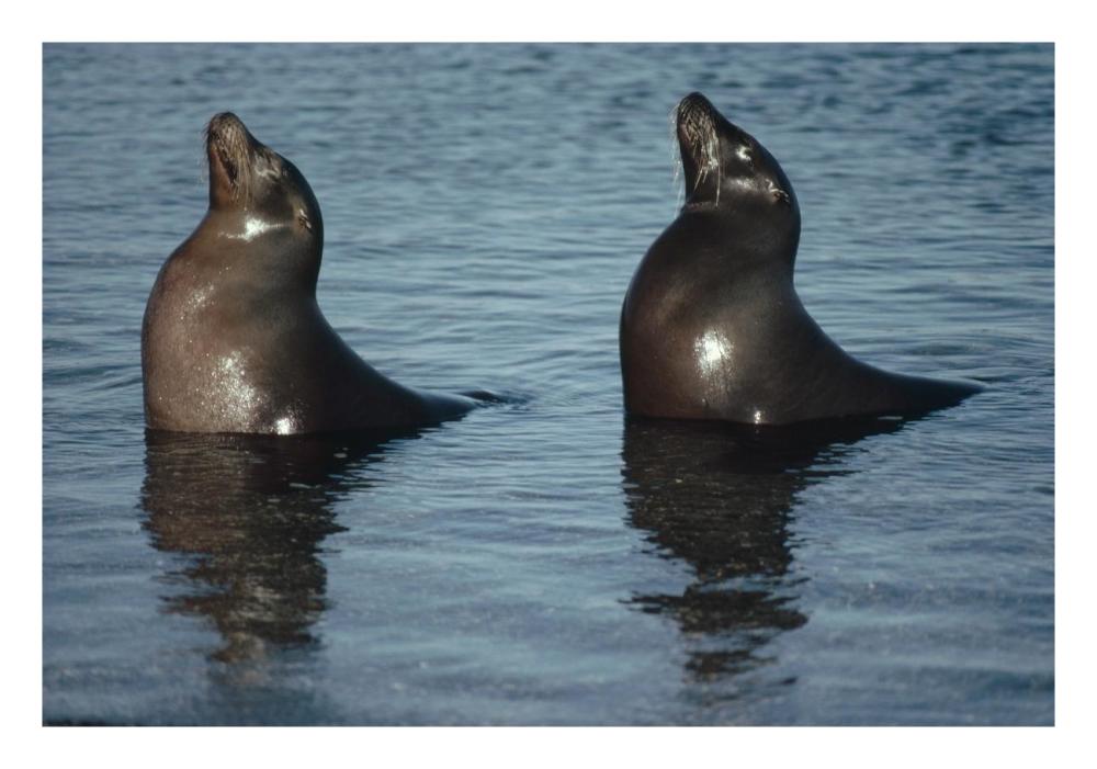 Galapagos Sea Lion pair sunning in tide pool,  Galapagos Islands, Ecuador-Paper Art-26"x18"