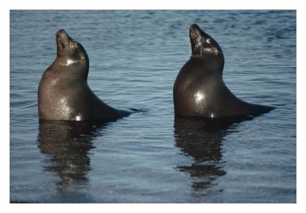 Galapagos Sea Lion pair sunning in tide pool,  Galapagos Islands, Ecuador-Paper Art-32"x22"
