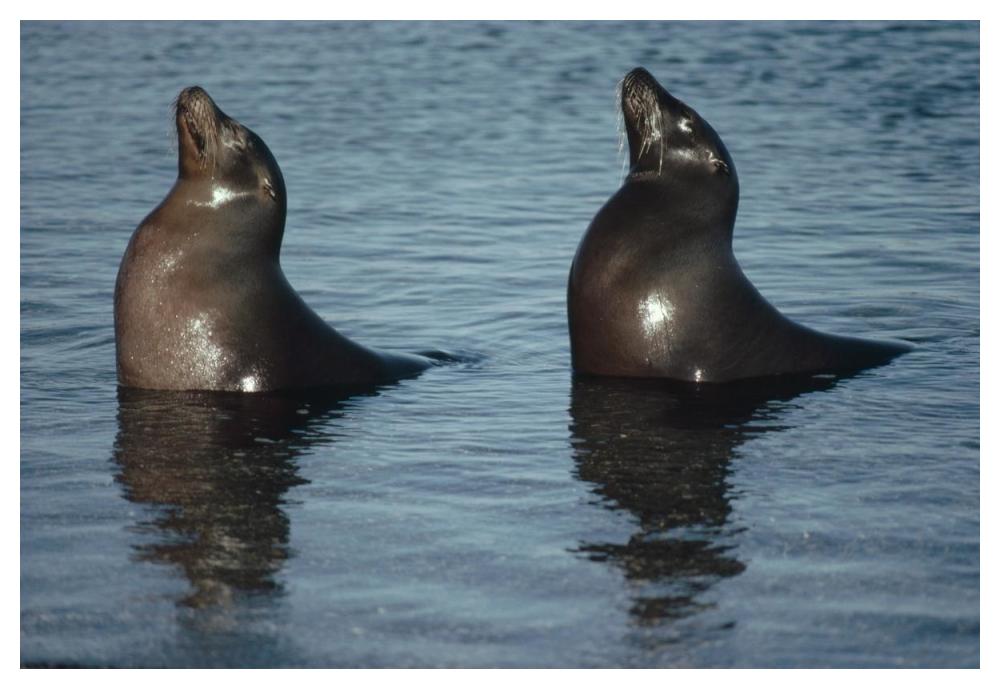 Galapagos Sea Lion pair sunning in tide pool,  Galapagos Islands, Ecuador-Paper Art-50"x34"
