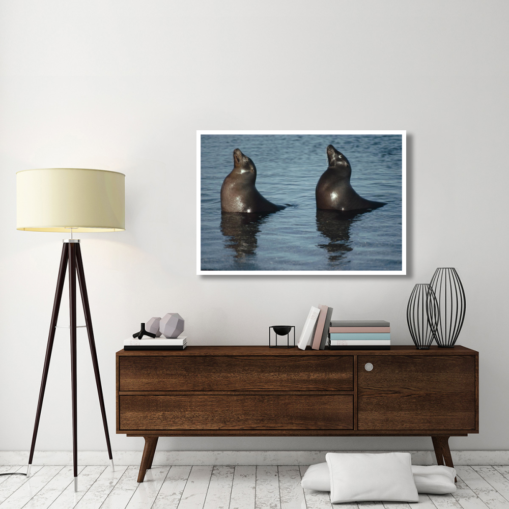 Galapagos Sea Lion pair sunning in tide pool,  Galapagos Islands, Ecuador-Paper Art-50&quotx34"