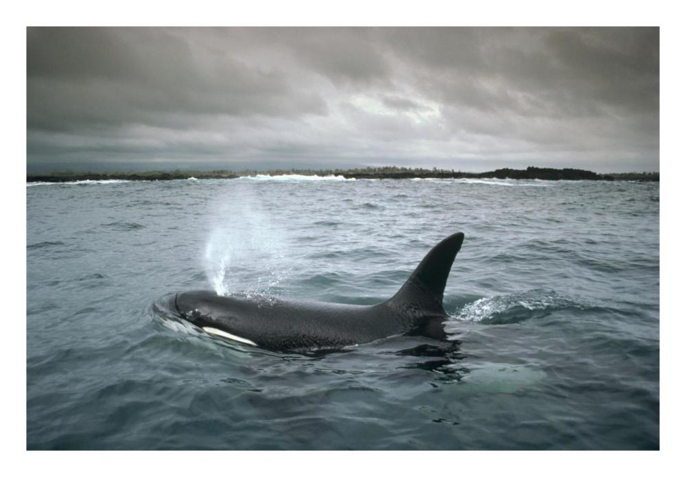 Orca, Santa Cruz Island, Galapagos Islands, Ecuador-Paper Art-26"x18"