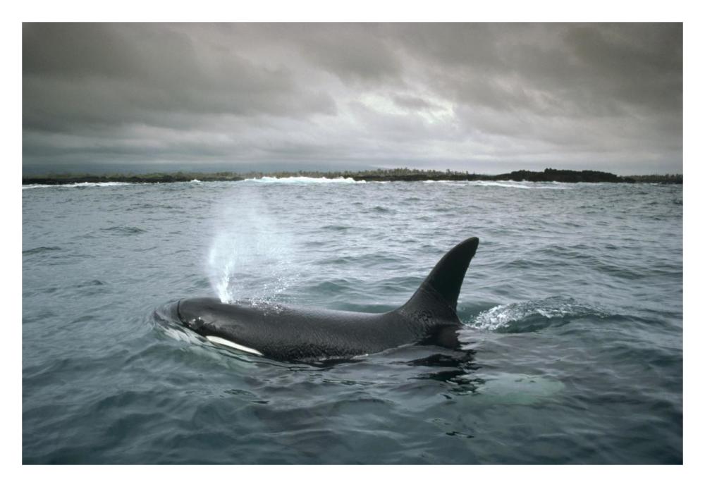 Orca, Santa Cruz Island, Galapagos Islands, Ecuador-Paper Art-32"x22"